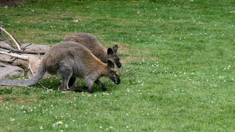 Deux wallabies (Photo d'illustration).