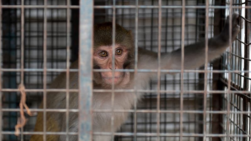 Inde: deux hommes arrêtés pour avoir volé de l'argent à l'aide de singes