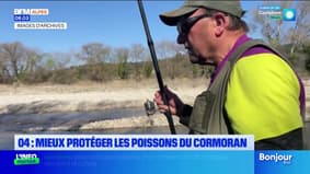 Alpes-de-Haute-Provence: un règlement demandé à protéger le poisson du Cormoran