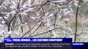 Froid, redoux...les cultures souffrent 