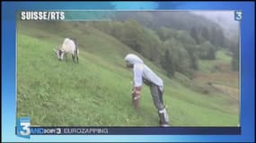 Zapping TV : un artiste fabrique un costume pour se fondre dans un troupeau de chèvres