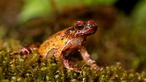 La grenouille cornue du mont Ky Quan San dans la réserve naturelle de Bat Xat au Vietnam, l'un des plus de 200 nouvelles espèces découvertes par des scientifiques dans la grande région du Mékong en 2020
