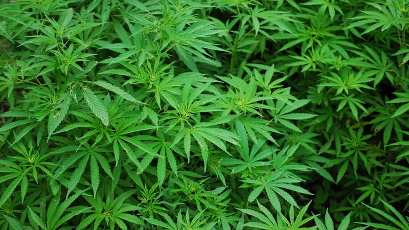 Aux États-Unis, le cannabis pourrait bientôt être considéré comme une drogue moins dangereuse