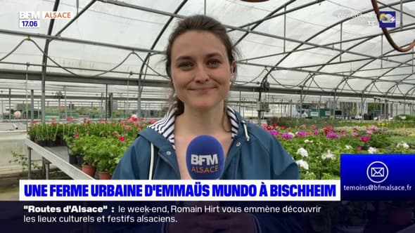 Bas-Rhin: Emmaüs ouvre une ferme urbain à Bischheim