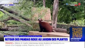 Paris: retour des pandas roux au jardin des Plantes
