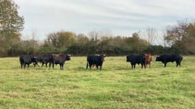 Les 250 bovins de cet agriculteur ne peuvent pas sortir de leur enclos, mesure de précaution face à la contagion de dermatose nodulaire. 