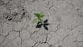 Une photo prise le 19 mai 2022 à Saint-Gilles, dans le sud de la France, montre une plante sauvage sur un sol craquelé par la sécheresse lors d'un épisode de chaleur exceptionnel en France.  (Photo d'illustration)