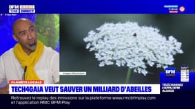 Planète locale du lundi 29 mai - Tech4Gaia : une application pour suivre les abeilles 