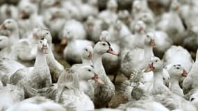 Des canards confinés dans une ferme de l'ouest de la France en février 2017 pour éviter une contamination par la grippe aviaire 