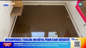 Toulon / intempéries : un hôtel pour chats dévasté