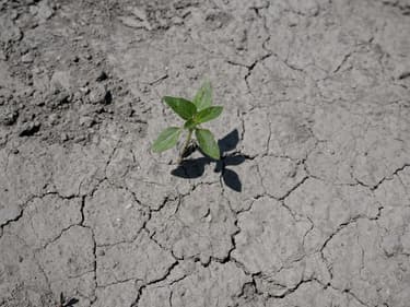 Une photo prise le 19 mai 2022 à Saint-Gilles, dans le sud de la France, montre une plante sauvage sur un sol craquelé par la sécheresse lors d'un épisode de chaleur exceptionnel en France.  (Photo d'illustration)