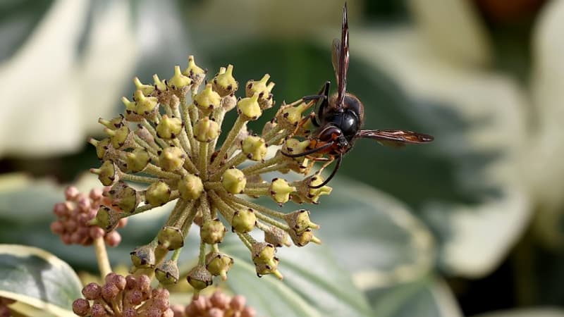 Frelon asiatique: le ministère de la Transition écologique lance un guichet d'aide exceptionnel de trois millions d'euros