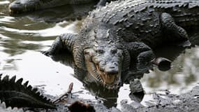 Un crocodile au Mexique (photo d'illustration)