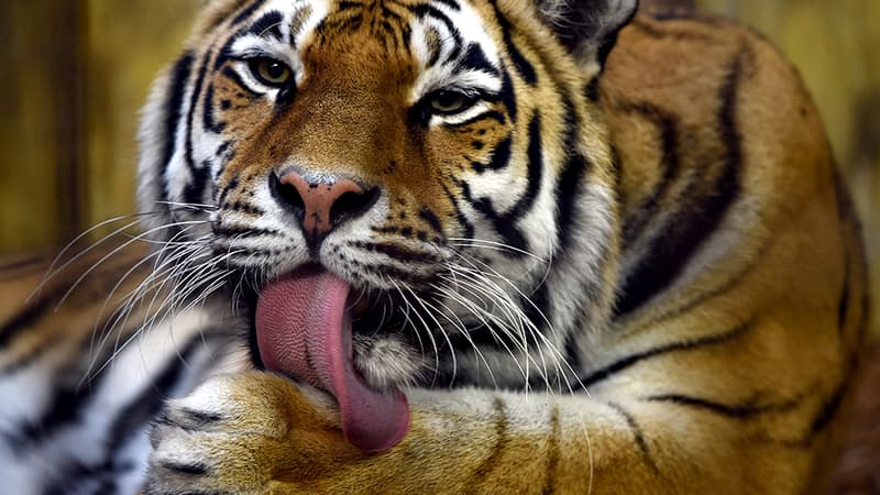 Le tigre en liberté a été aperçu sur le parking d'un supermarché par un couple qui a prévenu la police. (photo d'illustration)