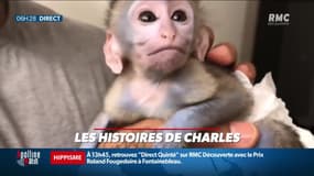 «Les 3 histoires de Charles Magnien » : La buvette de l'Assemblée fermée dès 22h, regarder des vidéos d'animaux mignons relaxe et une ancienne Ferrari de Johnny aux enchères - 29/09