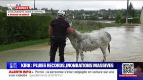 Seine-et-Marne: un âne terrorisé, pris au piège dans les eaux, rassuré et évacué par les pompiers