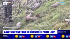 Alpes-de-Haute-Provence: une vingtaine de brebis tuées à Auzet après une attaque de loup