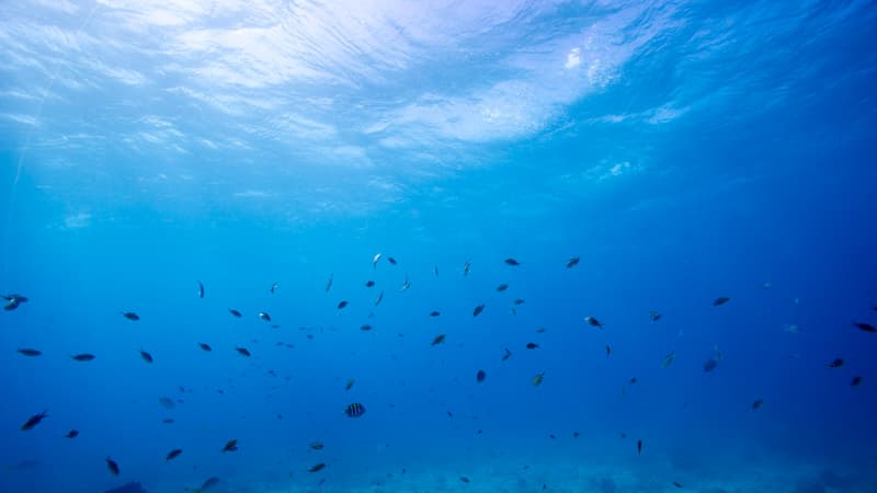 Des poissons nagent autour de l'épave du Pedernales au large de la côte de Noord à Aruba, le 14 novembre 2023.