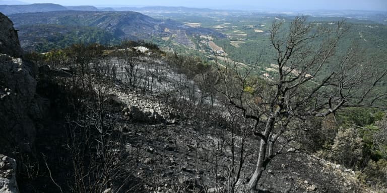 Le paysage calciné après le passage de l'incendie à Coustouge, dans l'Aude, le 8 août 2025