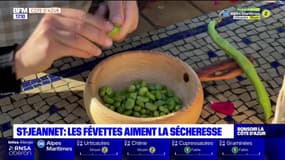 "C'est plutôt une bonne année": la récolte des févettes commence à St-Jeannet