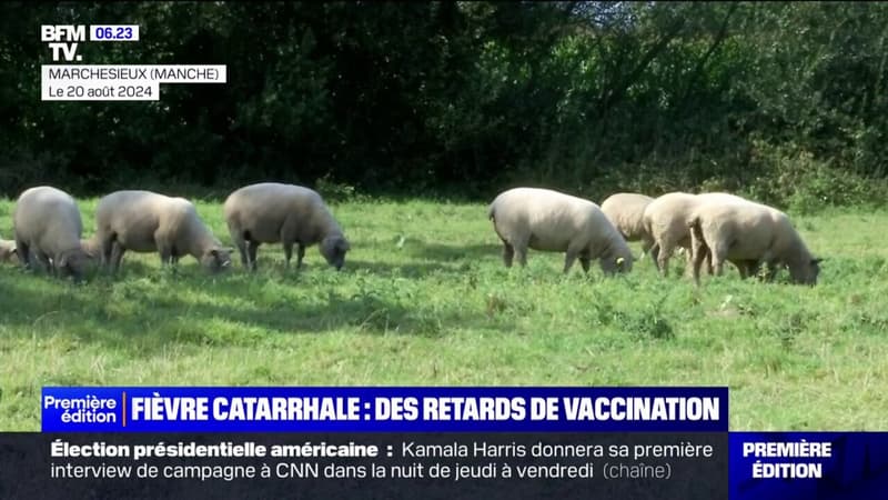 Fièvre catarrhale: un retard de vaccination inquiète les éleveurs