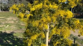 Mandelieu-la-Napoule: la fête du Mimosa annulée pour la deuxième année consécutive