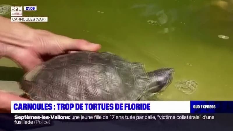 Var: un nouveau bassin dédié aux tortues de Floride, fléau pour les autres espèces, à Carnoules pour éviter