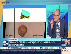 Culture Geek : Xenobots, des mini-robots (vivants !) pour réparer le corps humain par Anthony Morel - 13/02