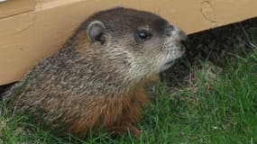 En Amérique du Nord, on observe les marmottes pour savoir quand arrivera le printemps.