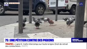 Paris: une pétition contre les pigeons