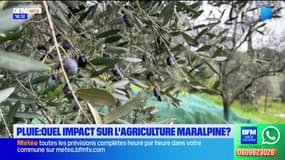 Alpes-Maritimes : la pluie de ces dernières semaines fait le bonheur de certains agriculteurs