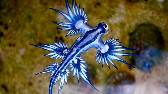 Connu sous le nom de dragon bleu des mers, le glaucus atlanticus flotte à la surface des eaux parmi le neuston.