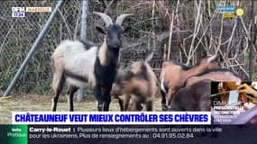 Châteauneuf-les-Martigues : opération puçage pour les chèvres sauvages