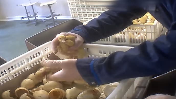 À peine nés, les canetons destinés à la production de foie gras sont triés selon leur sexe, et les femelles, inutiles, sont broyées vivantes.