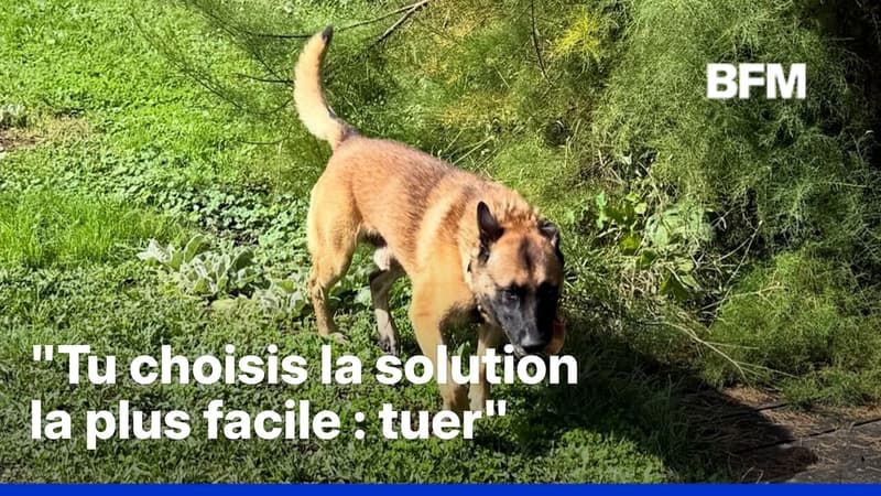 Alain-Fabien Delon accuse son frère d'avoir fait tuer son chien, 30 Millions d'Amis porte plainte