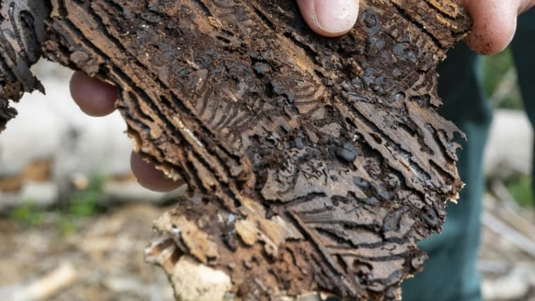 Pierre Lambert, de l'Office national des forêts (ONF) montre l'écorce d'un arbre attaqué par le scolyte, un insecte ravageur, le 18 août 2020 dans la forêt de Ban-sur-Meurthe-Clefcy, dans les Vosges