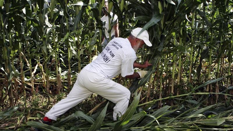 Fauchage dans un champ de maïs OGM près de Toulouse. Le gouvernement français a saisi lundi la Commission européenne pour lui demander de suspendre l'autorisation de mise en culture du maïs transgénique Monsanto 810. /Photo d'archives/REUTERS/Georges Bart
