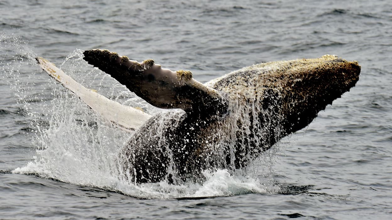 Un accouplement de deux baleines à bosse mâles photographié pour la  première fois