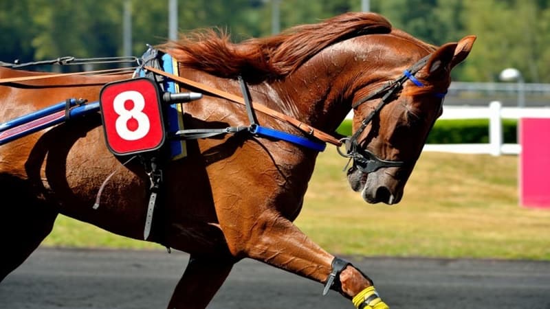 Bélina Josselyn passera un test à deux semaines du Grand Prix d'Amérique