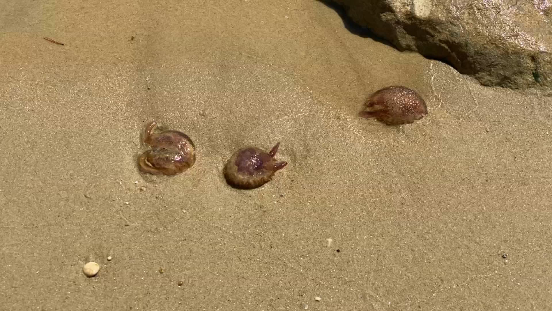 Proliferation of Jellyfish on Var Beaches: Precaution Urged by Prefecture