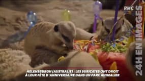 L'incroyable anniversaire de suricates dans un zoo australien