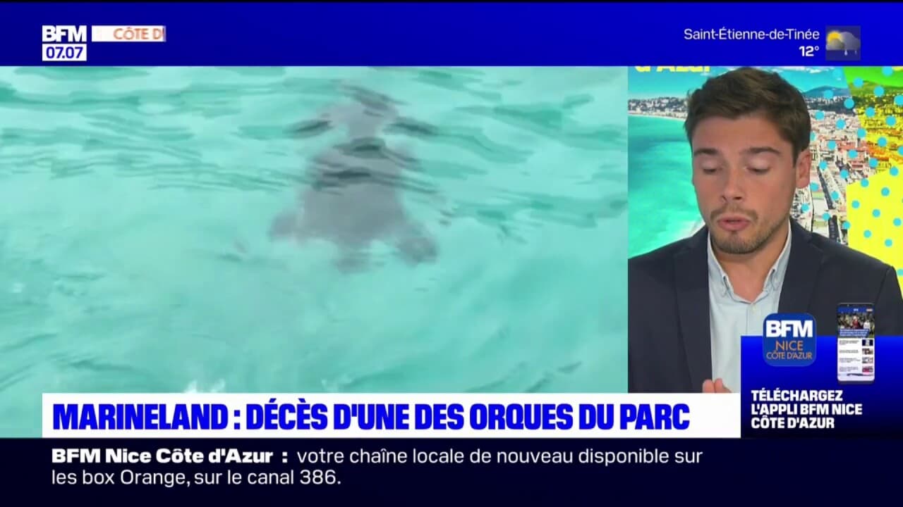 Antibes: Marineland annonce la mort d'une orque de son parc, l ...