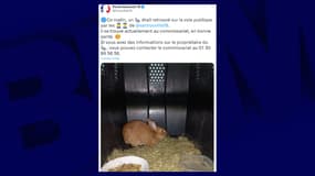 Le lapin se trouve au commissariat de Sartrouville, en bonne santé. 