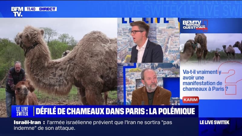 Le maire de Janvry défend le défilé de chameaux prévu à Paris: 