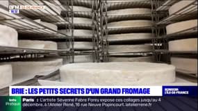 Seine-et-Marne: dans les coulisses de fabrication du brie de Meaux