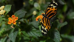 Un papillon tropical au Muséum américain d'histoire naturelle de New York le 4 octobre 2017