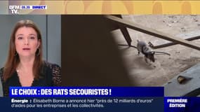 Des chercheurs apprennent à des rats à repérer les victimes coincées dans les décombres de bâtiments