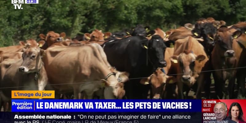 Le Danemark va taxer les pets de vache pour réduire les émissions de gaz à effet de serre