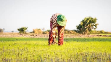 12 projets ont été retenus dans le cadre du "Challenge Climat Agriculture et Forêts" organisé par l'AFD et le Cirad.