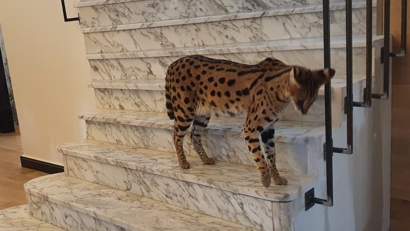 Wattignies: des policiers découvrent un serval dans une habitation
